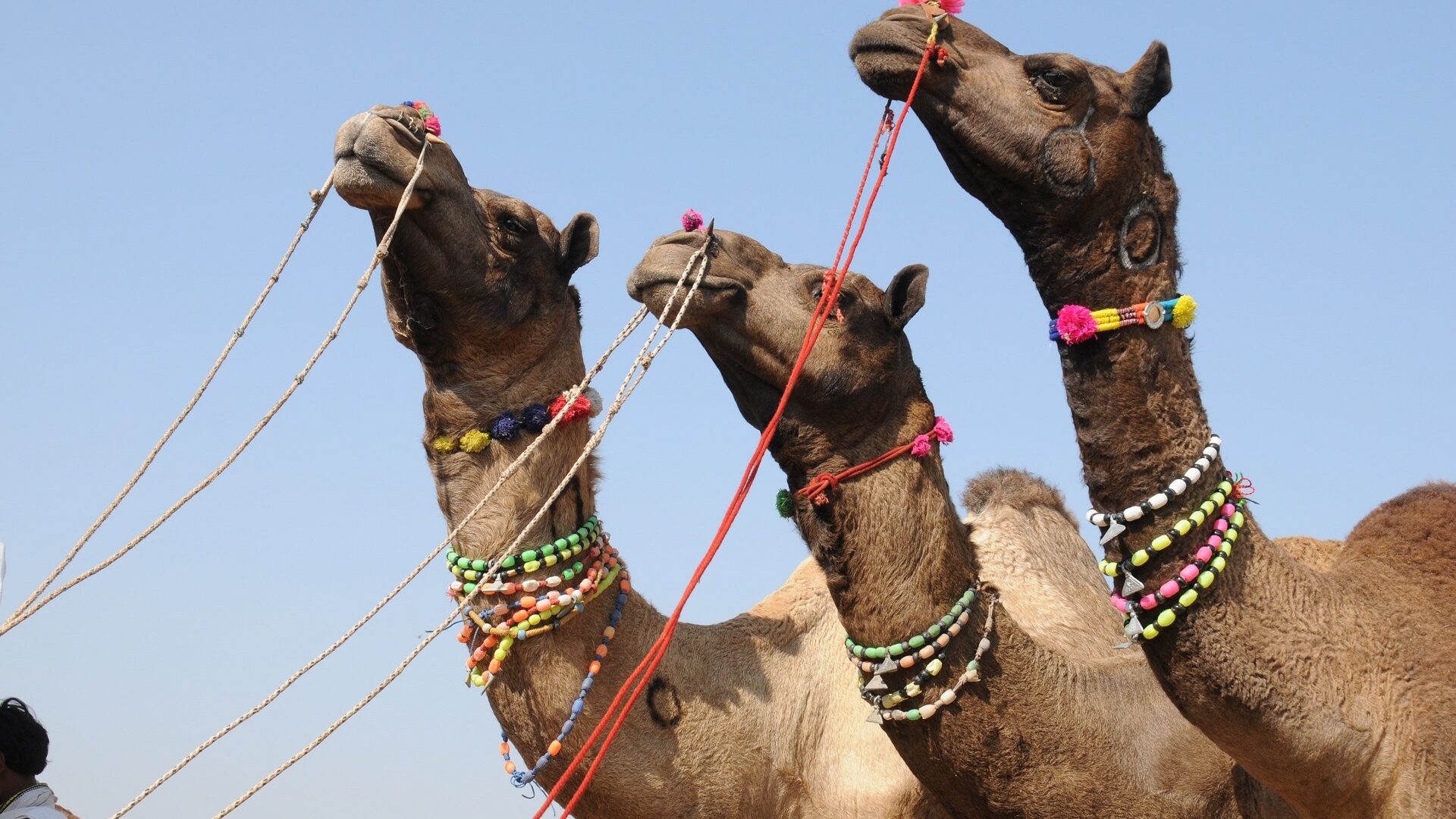Camels in Rajasthan Camel