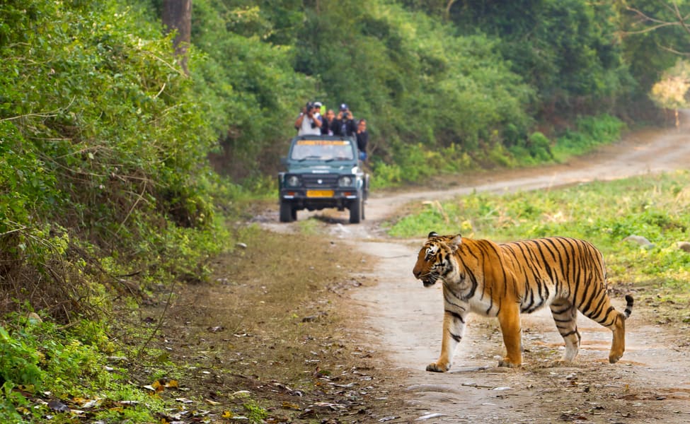 Tiger in national park Tiger in national park