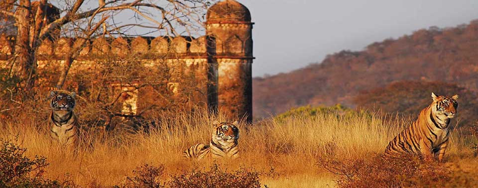 Tiger in national park Tiger in national park
