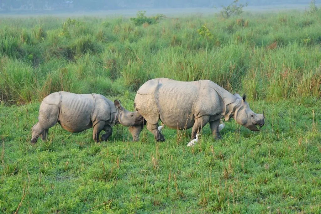 Rhino in national park Rhino in national park