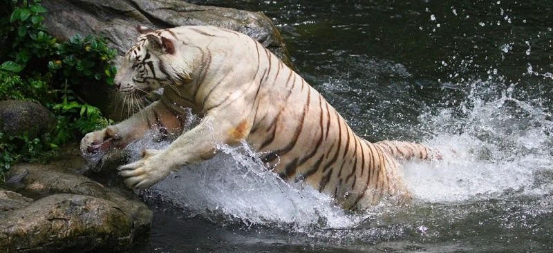 Tiger in a national park Tiger in a national park