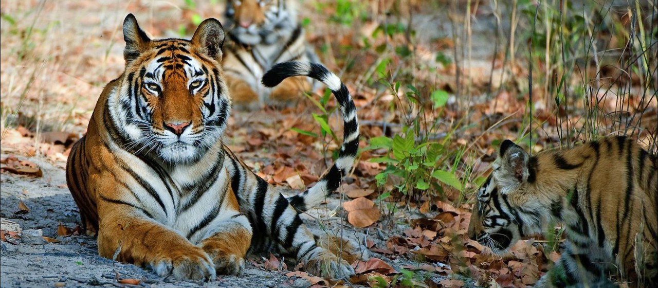 Tiger in a national park Tiger